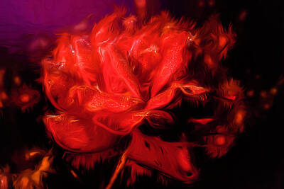 Roses Photo Royalty Free Images - Rose Aflame Royalty-Free Image by Jim Love