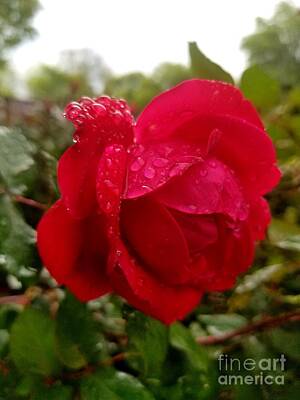 Roses Paintings - Rose after the Rain  by Rose Elaine