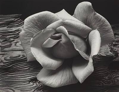 Recently Sold - Roses Rights Managed Images - Rose and Driftwood BW Royalty-Free Image by Ansel Adams