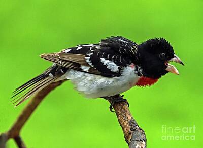 Abstract Yoga Mats - Rose-breasted Grosbeak by Cindy Treger
