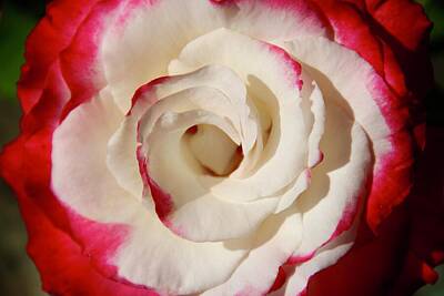 Roses Photos - Rose close up by Masha Batkova