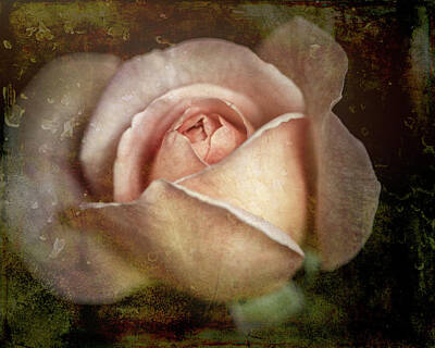 Chocolate Lover - Rose for a Sad Day by Suzy Quigley