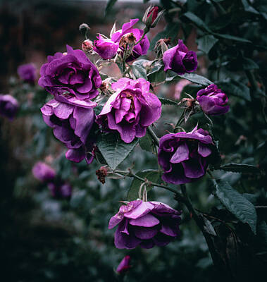 Roses Photos - Rose garden by Martin Newman