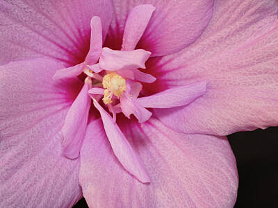 Roses Photos - Rose of Sharon - Beauty and Order by Wafa Dahdal