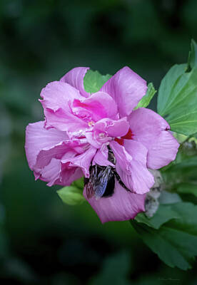 Roses Photos - Rose Of Sharon  by Debra Forand