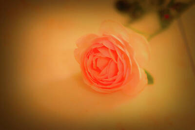 Roses Photos - Rose on marble 2 #l2 by Leif Sohlman