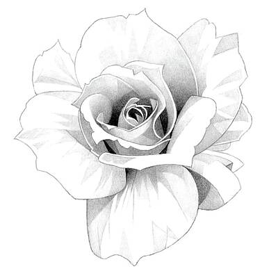 Roses Drawings - Rose Pencil Drawing 19 2 by Matthew Hack
