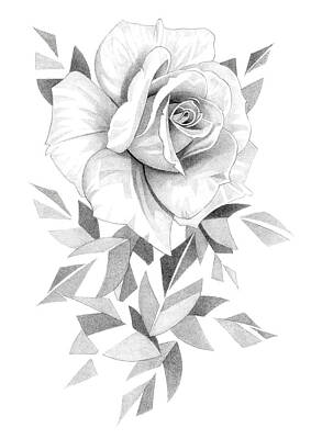 Roses Drawings - Rose Pencil Drawing 22 by Matthew Hack