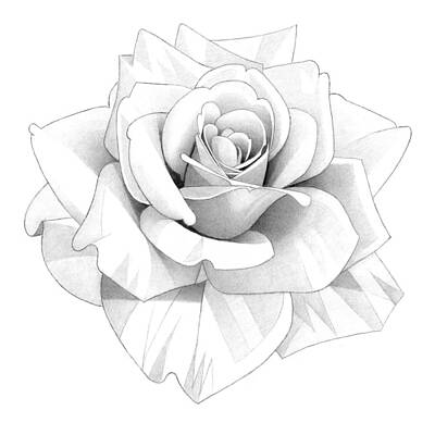 Abstract Flowers Drawings - Rose Pencil Drawing 27 by Matthew Hack