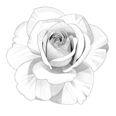 Abstract Flowers Drawings - Rose Pencil Drawing 29 by Matthew Hack