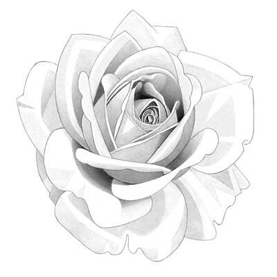 Abstract Flowers Drawings - Rose Pencil Drawing 32 2 by Matthew Hack