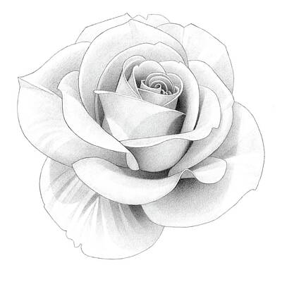 Abstract Flowers Drawings - Rose Pencil Drawing 40 by Matthew Hack