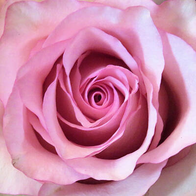 Roses Royalty-Free and Rights-Managed Images - Rose - Pink -Macro by Only A Fine Day