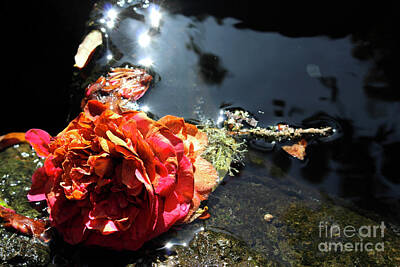 Abstract Expressionism - Rose, reflections and Water by Katherine Erickson