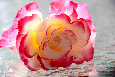 Roses Photos - Rose with backlight by Masha Batkova
