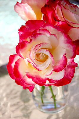 Roses Photos - Rose with Red Edges by Masha Batkova