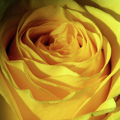 Roses Royalty-Free and Rights-Managed Images - Rose - Yellow - Macro by Only A Fine Day