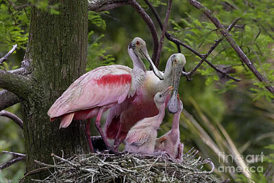Dental Art Collectables For Dentist And Dental Offices Rights Managed Images - Roseate Spoonbill Family Royalty-Free Image by Linda D Lester