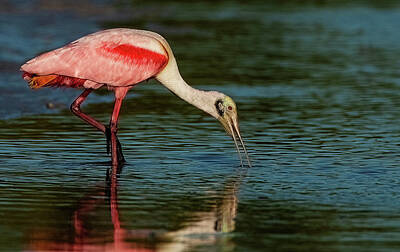 Lori A Cash Royalty-Free and Rights-Managed Images - Roseate Spoonbill Probing  by Lori A Cash