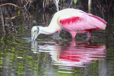 Pbs Kids - Roseate Spoonbill Reflection by Mitch Cat