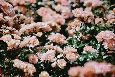 Florals Royalty Free Images - Roses 4 Royalty-Free Image by Andrea Anderegg