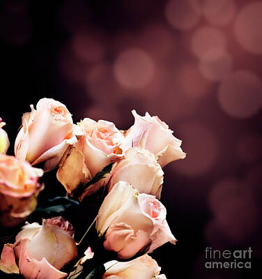 Tom Petty - Roses bouquet with bokeh background by Jelena Jovanovic