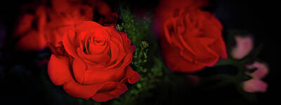 Roses Royalty Free Images - Roses on Black Royalty-Free Image by David Horn