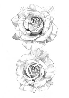 Roses Drawings - Roses Pencil Drawing 14 by Matthew Hack