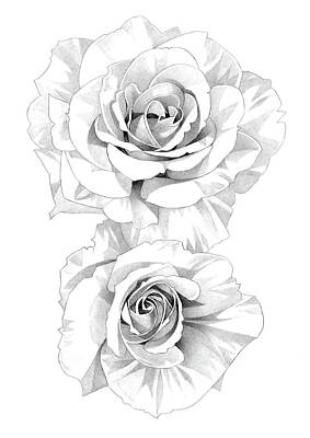 Roses Drawings - Roses Pencil Drawing 18 by Matthew Hack