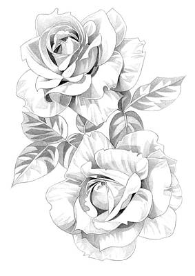 Roses Drawings - Roses Pencil Drawing 19 by Matthew Hack