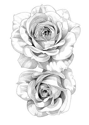 Roses Drawings - Roses Pencil Drawing 2 by Matthew Hack