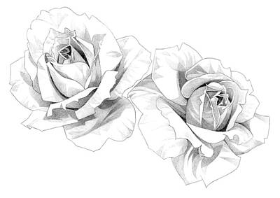 Roses Drawings - Roses Pencil Drawing 24 3 by Matthew Hack