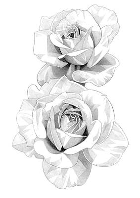 Roses Drawings - Roses Pencil Drawing 32 by Matthew Hack