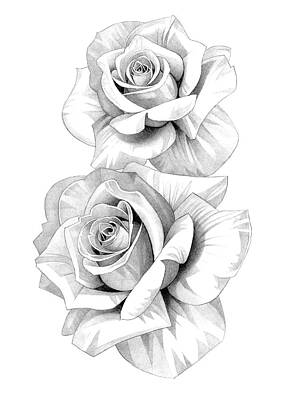 Roses Drawings - Roses Pencil Drawing 36 by Matthew Hack