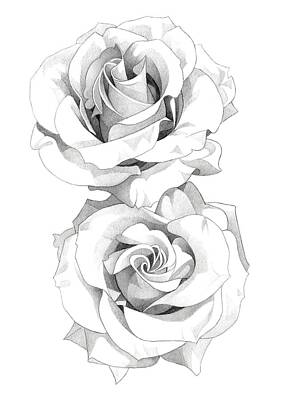 Roses Drawings - Roses Pencil Drawing 4 2 by Matthew Hack