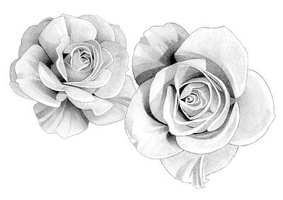 Roses Drawings - Roses Pencil Drawing 41 2 by Matthew Hack