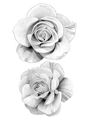 Roses Drawings - Roses Pencil Drawing 41 by Matthew Hack