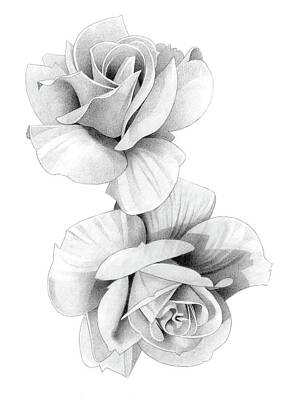 Roses Drawings - Roses Pencil Drawing 42 by Matthew Hack