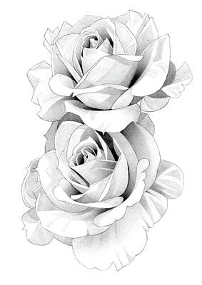 Roses Drawings - Roses Pencil Drawing 44 by Matthew Hack