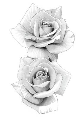 Roses Drawings - Roses Pencil Drawing 46 by Matthew Hack