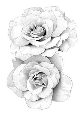 Roses Drawings - Roses Pencil Drawing 49 by Matthew Hack