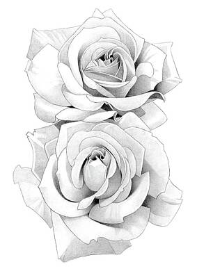 Roses Drawings - Roses Pencil Drawing 50 by Matthew Hack