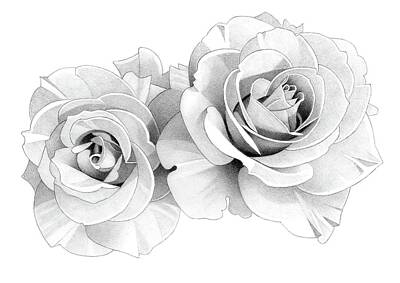 Roses Drawings - Roses Pencil Drawing 54 2 by Matthew Hack