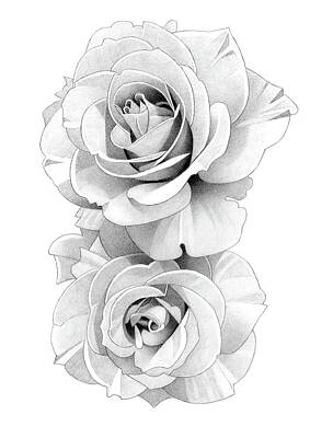Roses Drawings - Roses Pencil Drawing 54 by Matthew Hack
