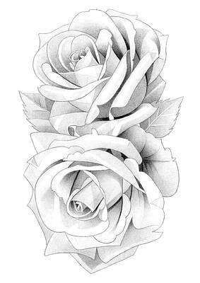 Roses Drawings - Roses Pencil Drawing 62 by Matthew Hack