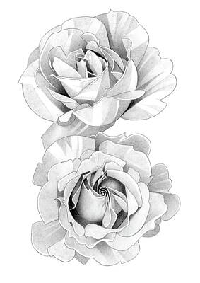 Roses Drawings - Roses Pencil Drawing 64 by Matthew Hack