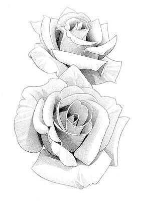 Roses Drawings - Roses Pencil Drawing 66 by Matthew Hack