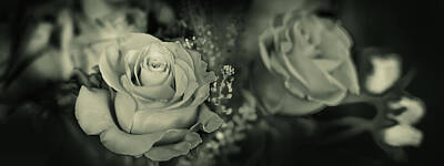 Roses Photo Royalty Free Images - Roses Winter Royalty-Free Image by David Horn