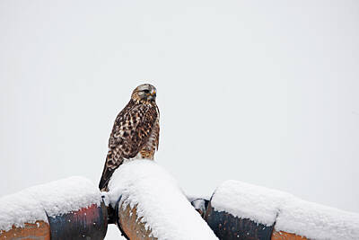 States As License Plates Rights Managed Images - Rough Legged Hawk 8068  Buteo Lagopus  Royalty-Free Image by Michael Trewet