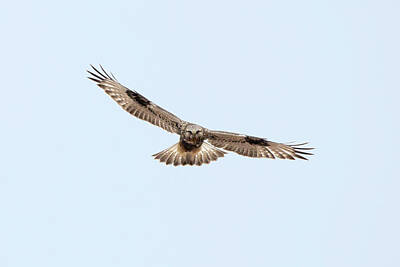 Modern Man Mid Century Modern Royalty Free Images - Rough-Legged Hawk at Melbourne 2021 03 Royalty-Free Image by Judy Tomlinson